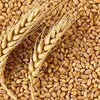 пшеницу 3-й класс, 11,5 Тыс Тн. в Краснодаре