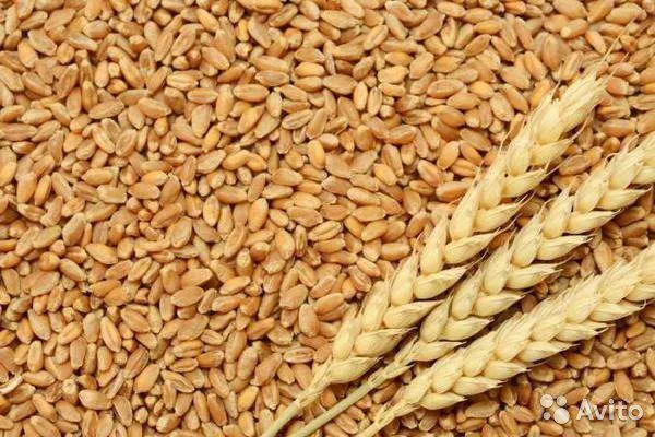 фотография продукта Пшеница 3 класса, 25000 тонн