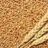 пшеница 3 класса, 25000 тонн в Краснодаре