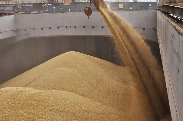 пшеница 4 класса (протеин 11%) в Новороссийске 2