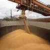 пшеница 4 класса (протеин 11%) в Новороссийске