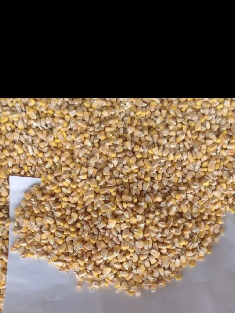 продаем кукурузу в Краснодаре
