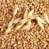 семена озимой пшеницы в Белореченске