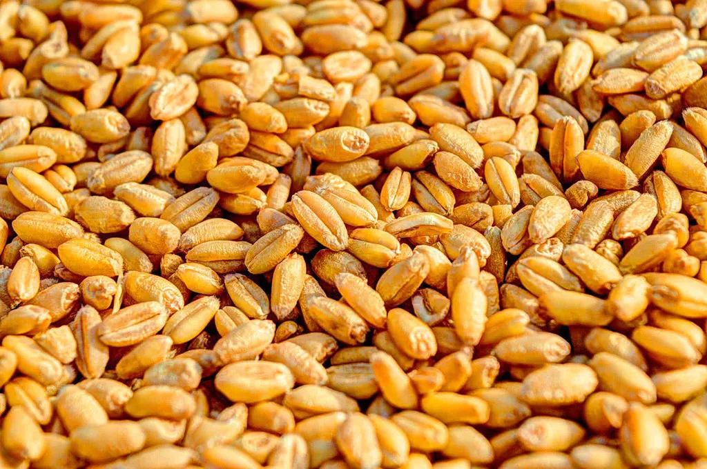 зерно пшеницы оз. урожай 2020протеин14.6 в Тимашевск