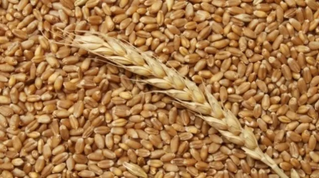Фотография продукта Пшеница, 5 класс, на вагоне