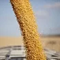 кукуруза 2021 года в Новороссийске 2