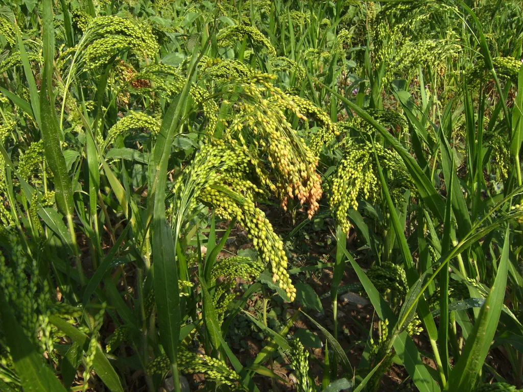 фотография продукта Семена суданской травы кинельская 100