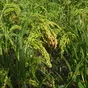 семена суданской травы кинельская 100 в Краснодаре