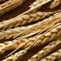 семена оз пшеницы Алексеич, Гром, Степь в Краснодаре