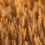 семена оз пшеницы безостая-100 в Краснодаре