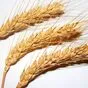 семена оз пшеницы Граф, Стиль-18, Таня в Краснодаре