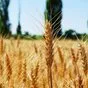 семена оз пшеницы Гомер, Гурт, Шарм, Юка в Краснодаре