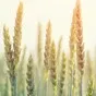 семена оз пшеницы Тимирязевка-150, Таня в Краснодаре