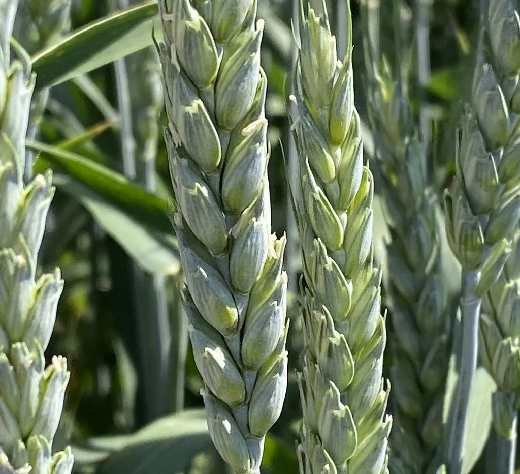 семена озимой пшеницы и ячменя в Краснодаре