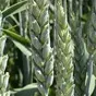 семена озимой пшеницы и ячменя в Краснодаре
