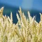 семена оз пшеницы среднепоздний сорт юка в Краснодаре