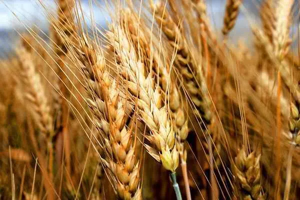 фотография продукта Семена озимой пшеницы сорт Ахмат