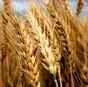 семена озимой пшеницы сорт Ахмат в Краснодаре