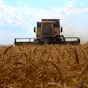 семена озимой пшеницы сорт алексеич в Краснодаре