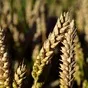семена озимой пшеницы тимирязевка-150 в Краснодаре