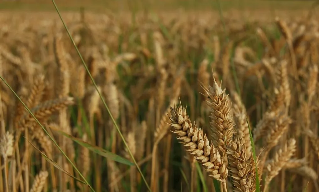 фотография продукта Семена озимой пшеницы Таня