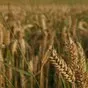 семена озимой пшеницы таня в Краснодаре