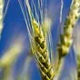 семена озимой пшеницы стиль-18 в Краснодаре