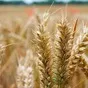 семена озимой пшеницы Гурт в Краснодаре