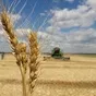 семена озимой пшеницы граф в Краснодаре