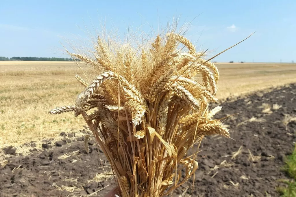 фотография продукта Семена озимой пшеницы Гомер