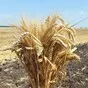семена озимой пшеницы Гомер в Краснодаре