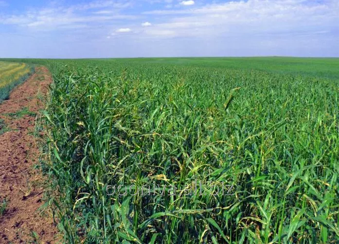 фотография продукта Семена суданской травы
