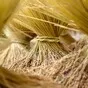 семена озимой пшеницы Шарм в Краснодаре