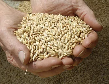 фотография продукта Ячмень зерно 