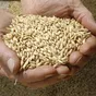 ячмень зерно  в Новороссийске