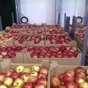 яблоки оптом напрямую от производителя  в Краснодаре и Краснодарском крае 3