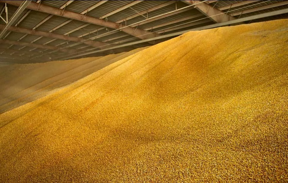фотография продукта Закупаем пшеницу.