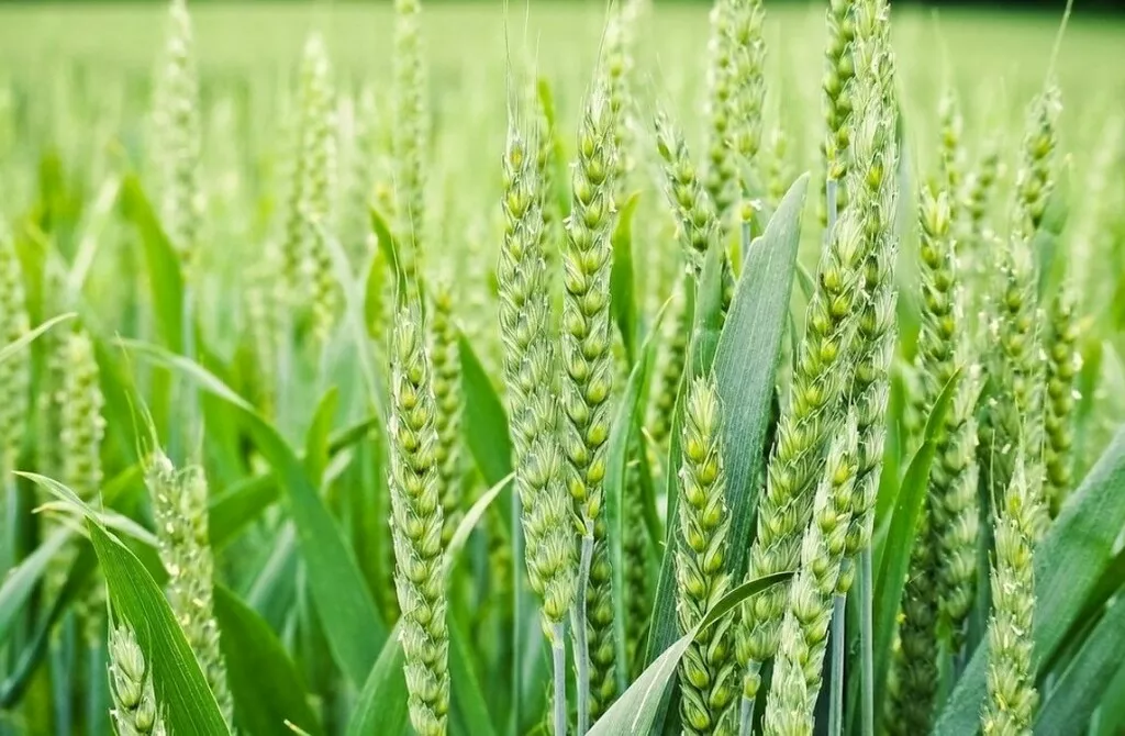 семена оз пшеницы алексеич, гром в Краснодаре и Краснодарском крае