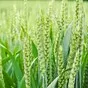 семена оз пшеницы алексеич, гром в Краснодаре и Краснодарском крае