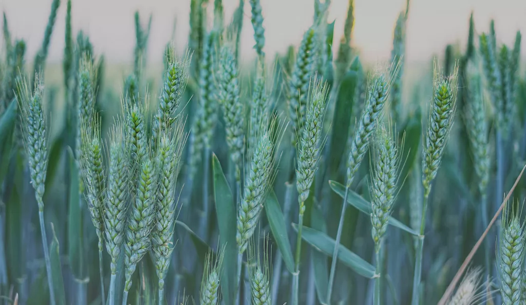 семена оз пшеницы классика, стиль-18 в Краснодаре и Краснодарском крае