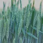 семена оз пшеницы классика, стиль-18 в Краснодаре и Краснодарском крае