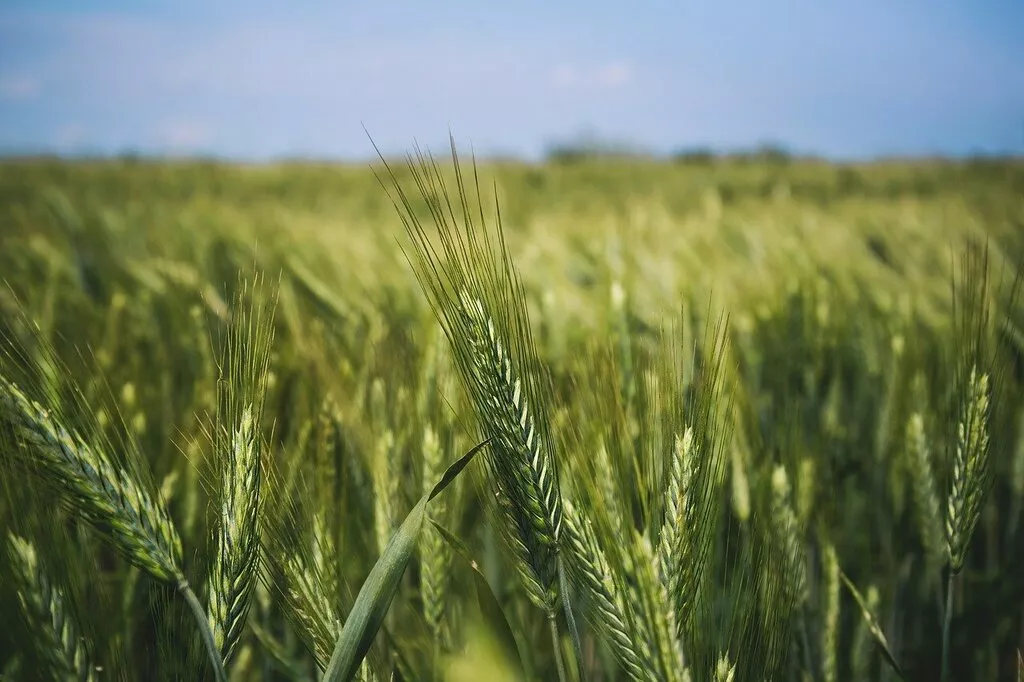 семена оз пшеницы новый сорт школа в Краснодаре и Краснодарском крае