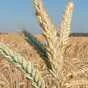семена оз тритикале тихон, хлебороб эс в Краснодаре и Краснодарском крае