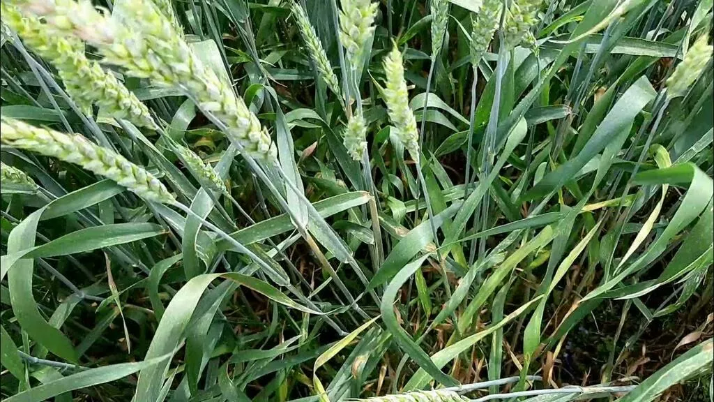 семена озимой пшеницы еланчик в Краснодаре и Краснодарском крае