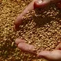 пшеница/пшеница твердая экспорт в Новороссийске
