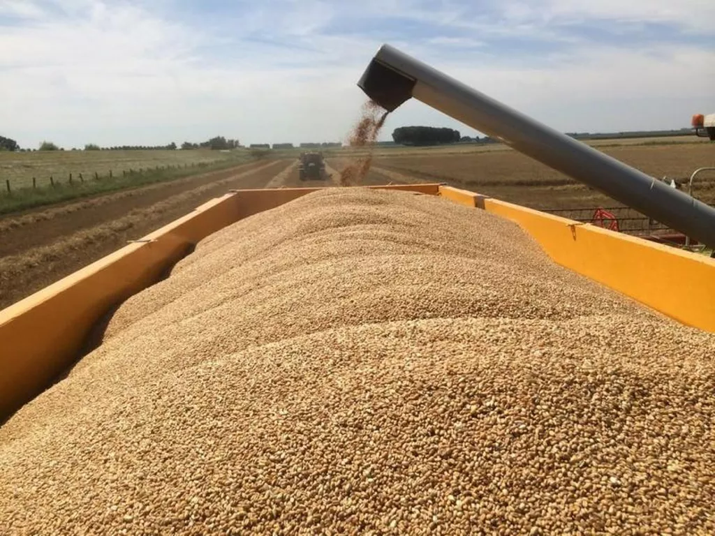 пшеница оптом в Краснодаре и Краснодарском крае