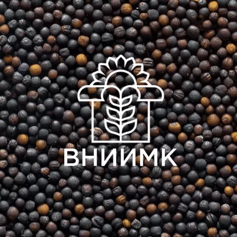 Фотография продукта Семена рапса озимого вниимк сорт оливин