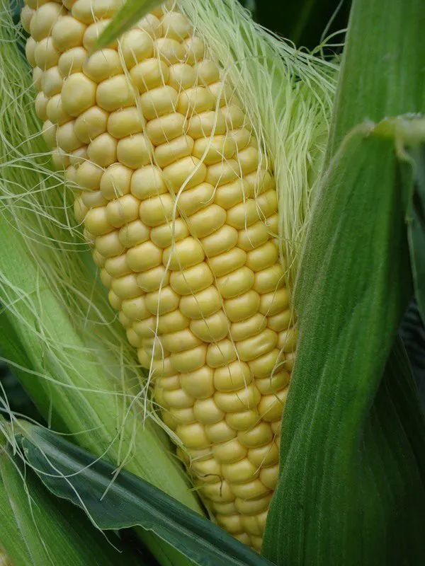 фотография продукта Семена кукурузы Росс 140 СВ