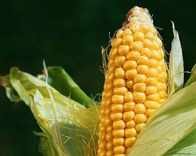 фотография продукта Семена кукурузы Краснодарский 291 АМВ